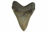Serrated, Fossil Megalodon Tooth - Collector Quality! #332837-2